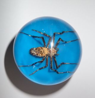 Wasp Spider Specimen 60 Mm Sphere Ball Vechicle Shift Knob On Blue Bottom