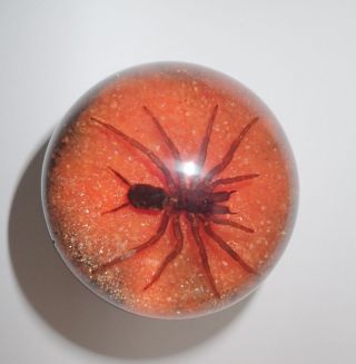 Tarantula Spider Specimen 60 Mm Sphere Ball Vechicle Shift Knob On Pink Sand