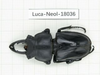 Beetle.  Neolucanus Sp.  China,  Guangdong,  Mt.  Nanling.  1m.  18036.