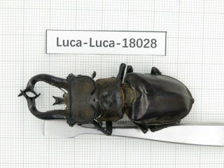 Beetle.  Lucanus Tibetanus Ssp.  Myanmar,  Kechin Area,  Nanse.  1m.  18028.