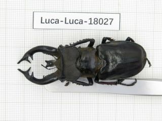 Beetle.  Lucanus Tibetanus Ssp.  Myanmar,  Kechin Area,  Nanse.  1m.  18027.