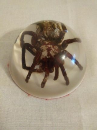 Big Tarantula In Dome Glass Arachinda Spider Taxidermy Paperweight