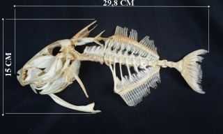 Taxidermy: Parrot Fish Skeleton
