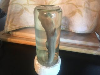 Taxidermy Real Baby Shark Preserved In Glass Jar - Wet Specimen