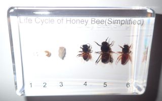 Honey Bee Life Cycle Set Simplified Kit Real Insect Specimen Teaching Aid