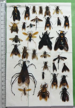Hymenoptera,  32 From Mount Bawang.  West Kalimantan.  (6)
