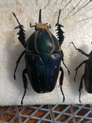 mecynorrhina ugandensis Pair Male 75.  2mm Blue Color,  Man Breed 3
