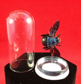 Y17 Entomology Taxidermy Blue Carpenter Bee Glass Dome Display Specimen Collect