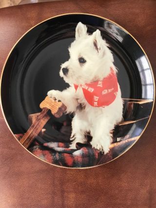 Westie Collectable Plate