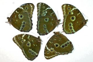 5 Morpho Achilles In A1