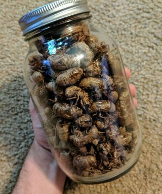 Jar Of Cicada Shells/husks.  Oddities.  Apothecary Collectibles.  Bugs And Insects