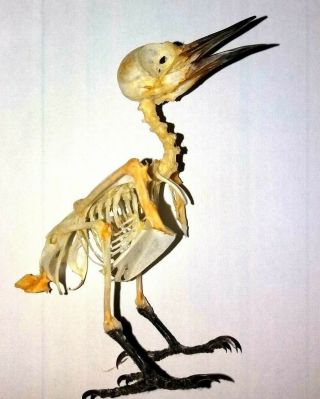 Skeleton Bird Picoides,  Woodpecker From Java
