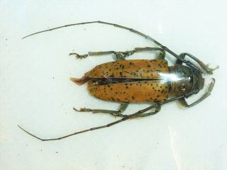 Very Rare Cerambycidae Prosopocera Argus Female Cameroon