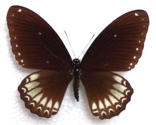 Butterfly Papilionidae Papilio Castor Kanlanpanus - Rare (female; Laos)