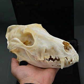 Dog Skull Taxidermy Supplies Art Bone Vet Medicine 1:1