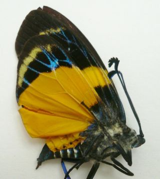 Eterusia Risa Risa (zygaenidae) From Sabah,  North Borneo A -