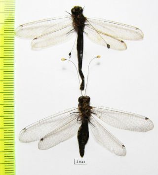 Neuroptera,  Ascalaphidae Sp. ,  Indonesia,  Kalimantan