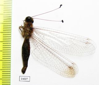 Neuroptera,  Ascalaphidae Sp. ,  Panama