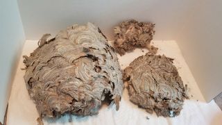 Paper From Hornet Nest Bee Hive Paper Wasp Bees Home Science Taxidermy