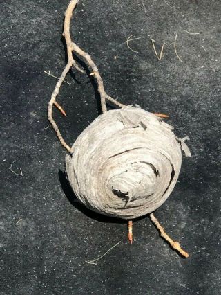 Real Paper Wasp Hornet Nest In - 12 Inches In Diameter -