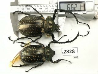K2826 Unmounted Beetle Euchiridae Cheirotonus 66.  21mm Vietnam Central