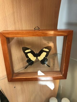 Taxidermy Butterfly Mounted In Framed Glass By Art By God,  Peru