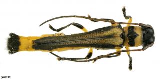 Coleoptera Cerambycidae Gen.  Sp.  Indonesia Sumatra 15mm