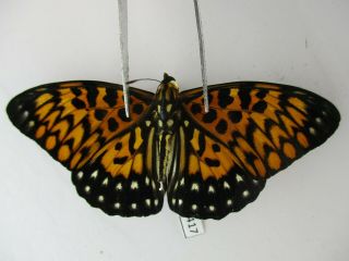 N11417.  Unmounted Butterflies: Nymphalidae Sp.  Siva.  Central Vietnam.