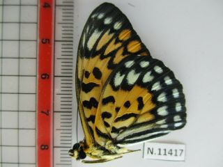 N11417.  Unmounted butterflies: Nymphalidae sp.  Siva.  Central Vietnam. 2