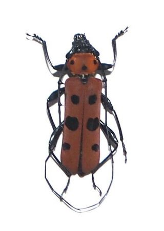 Cerambycidae.  Rosalia Borneensis.  Mt Bawang.  West Kalimantan (32)
