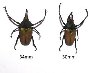 Cetoniidae.  2 X Theodosia Antoinei.  West Kalimantan (29)