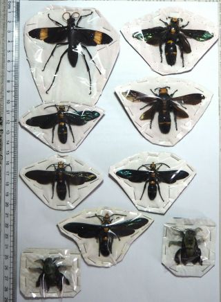 Large Hymenoptera,  9 From Mount Bawang.  West Kalimantan.  (23)