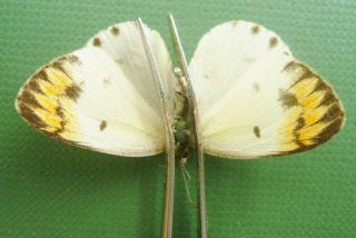 Colotis Sp.  Female From Ethiopia