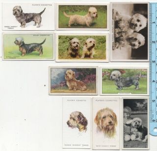 Dandie Dinmont Terrier Dog Pet Canine 10 Different Vintage Ad Trade Cards 4