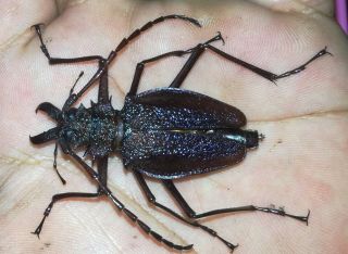 Cerambycidae/prioninae Psalidognathus Superbus Female 42mm Huanuco - Peru