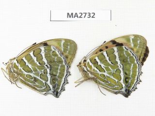 Butterfly.  Nymphalidae Sp.  China,  Sichuan,  Yajiang County.  1p.  Ma2732.
