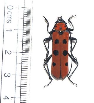 Cerambycidae.  Rosalia Borneensis.  Mt Bawang.  West Kalimantan (7)