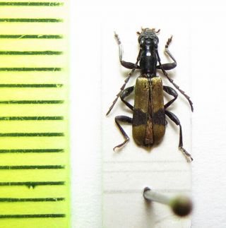 Cerambycidae,  Microderolus Hefferni,  Cote D 