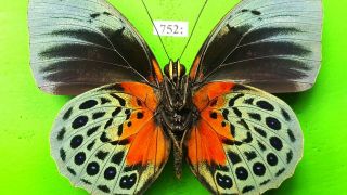 Nymphalidae Agrias Beatifica Lachaumei Male Rare Orange Form Peru Mounted 752