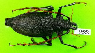 Cerambycidae Psalidognathus Antonkozlovi Female 40mm From Peru 955