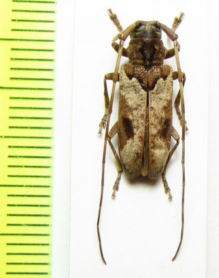 Cerambycidae,  Monochamus Camerunensis,  Female,  Cote D 