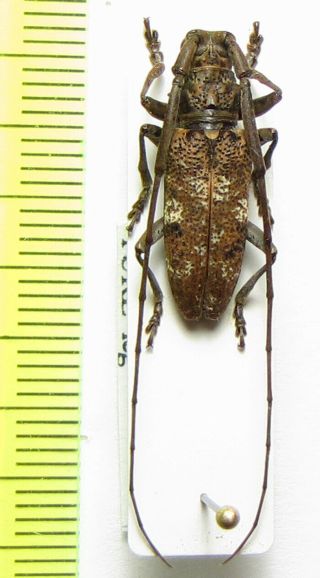 Cerambycidae,  Monochamus Vagus,  Cote D 