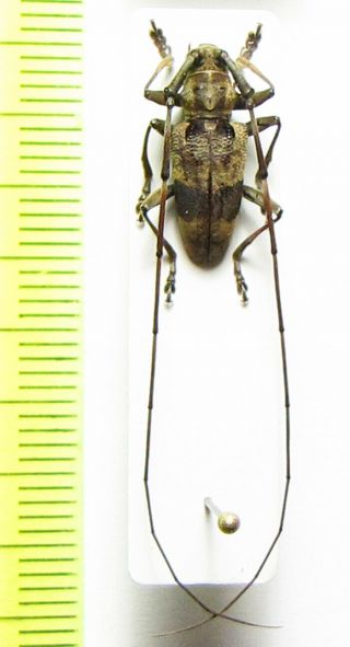Cerambycidae,  Monochamus Africanus,  Cote D 
