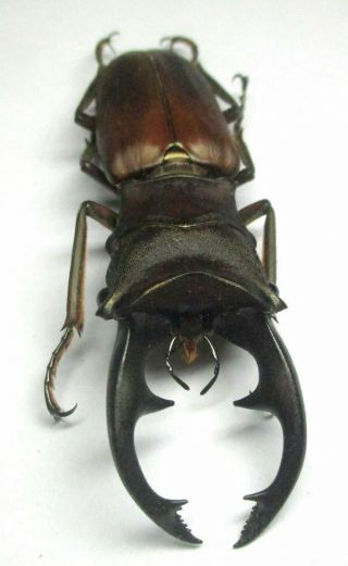 G003 Lucanidae: Cyclommatus Alagari Male 57.  5mm