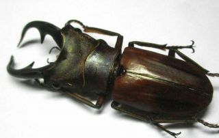 G003 Lucanidae: Cyclommatus alagari male 57.  5mm 2