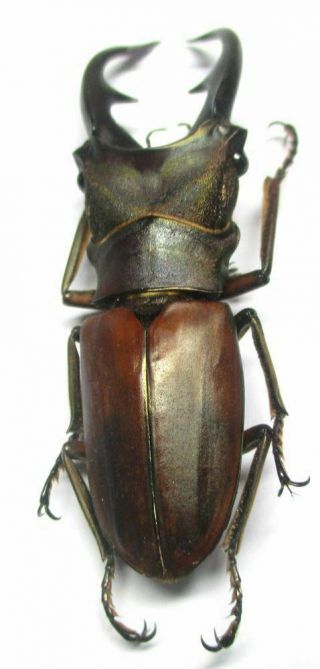 G003 Lucanidae: Cyclommatus alagari male 57.  5mm 4