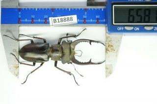 B18888 – Lucanus Kraatzi Giangae Ps.  Beetles – Insects Cao Bang Vietnam 65mm