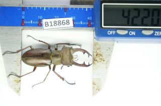 B18868 - Lucanus Pulchellus Ps.  Beetles – Insects Yen Bai Vietnam 42mm