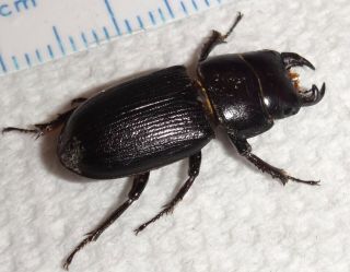 Lucanidae Dorcus Parallelus 22.  2mm Male A1 Aa38 Stag Beetle Lucanus