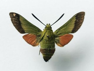 Sphingidae - Hemaris Croatica - Olive Bee Hawkmoth - Female